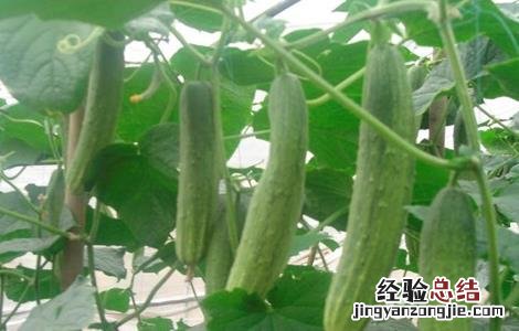 夏季黄瓜种植注意事项 冬季种植黄瓜的方法