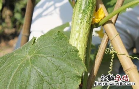 夏季黄瓜种植注意事项 冬季种植黄瓜的方法