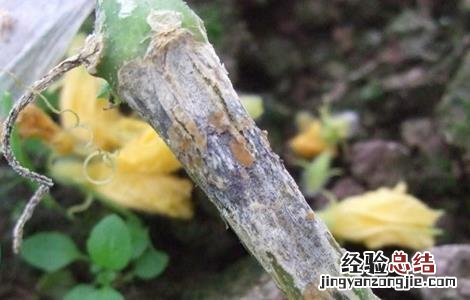 黄瓜烂头原因及防治方法视频 黄瓜烂头原因及防治方法