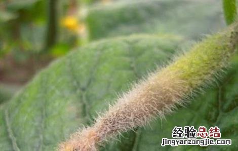 黄瓜烂头原因及防治方法视频 黄瓜烂头原因及防治方法