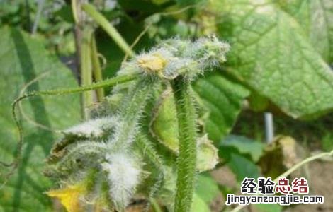 黄瓜烂头原因及防治方法视频 黄瓜烂头原因及防治方法