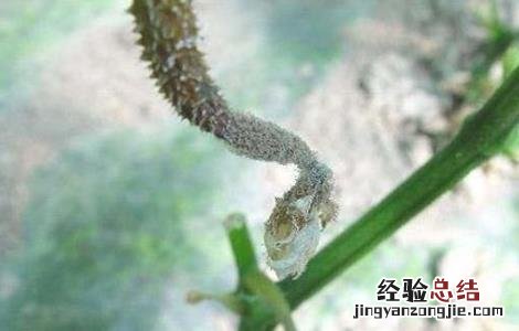 黄瓜烂头原因及防治方法视频 黄瓜烂头原因及防治方法