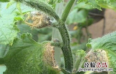 黄瓜烂头原因及防治方法视频 黄瓜烂头原因及防治方法