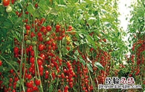 盆栽千禧果种植技术 千禧果种植技术