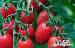 盆栽千禧果种植技术 千禧果种植技术