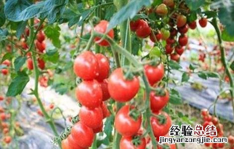 盆栽千禧果种植技术 千禧果种植技术