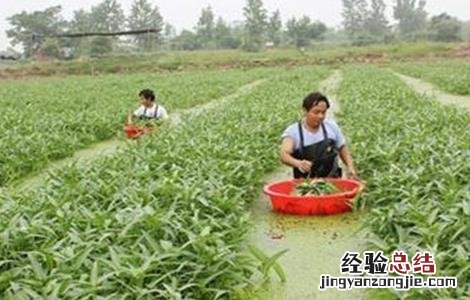空心菜高产栽培技術 空心菜高产优质的栽培技術
