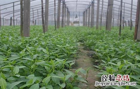 空心菜高产栽培技術 空心菜高产优质的栽培技術