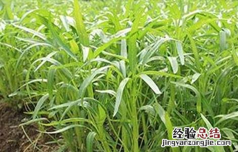 空心菜高产栽培技術 空心菜高产优质的栽培技術