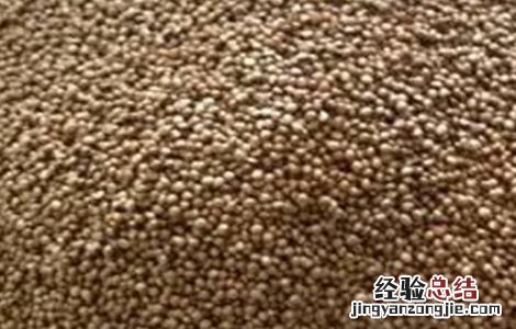 紫苏繁殖方法 紫苏的繁殖方法