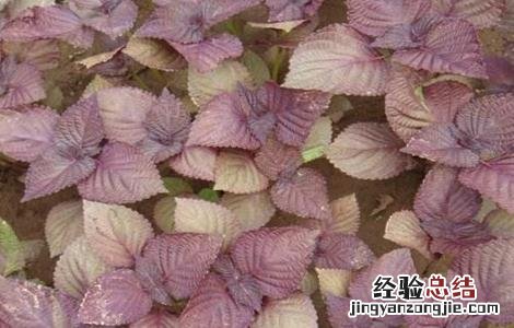 紫苏繁殖方法 紫苏的繁殖方法