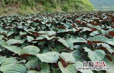 紫苏繁殖方法 紫苏的繁殖方法