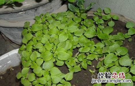 紫苏繁殖方法 紫苏的繁殖方法