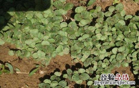 紫苏繁殖方法 紫苏的繁殖方法