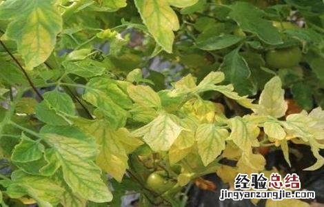西紅柿黄叶是什么原因造成的 西紅柿黄叶是什么原因