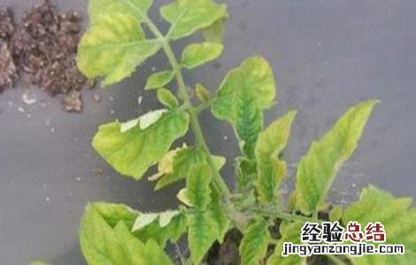 西紅柿黄叶是什么原因造成的 西紅柿黄叶是什么原因