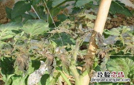 西紅柿冻害怎么办 西紅柿霜冻的防治措施