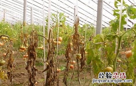 西紅柿冻害怎么办 西紅柿霜冻的防治措施