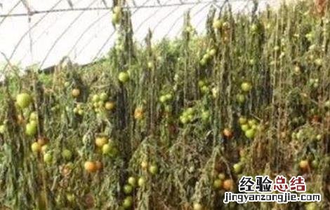西紅柿冻害怎么办 西紅柿霜冻的防治措施