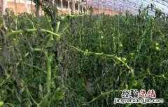 西红柿冻害怎么办 西红柿霜冻的防治措施