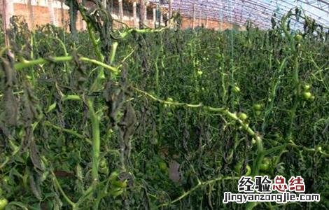 西紅柿冻害怎么办 西紅柿霜冻的防治措施