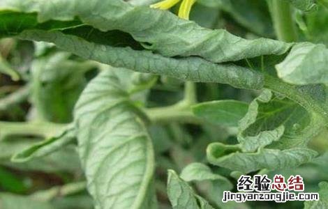 西红柿卷叶怎么办