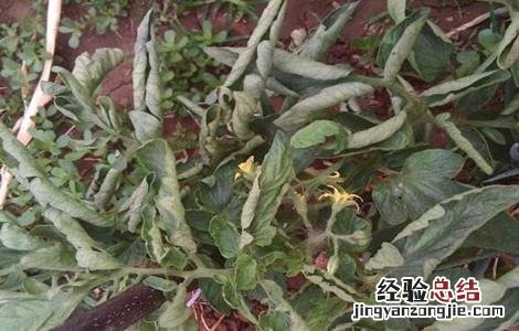 西红柿卷叶怎么办