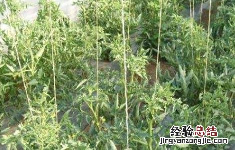 西红柿卷叶怎么办
