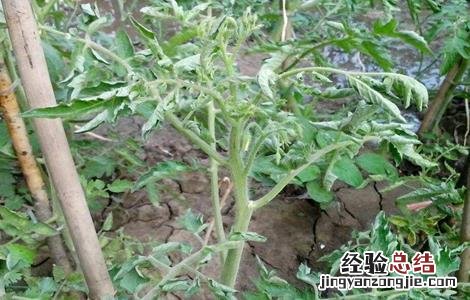 西红柿卷叶怎么办
