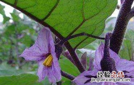 如何提高茄子的坐果率 如何提高茄子的坐果率视频