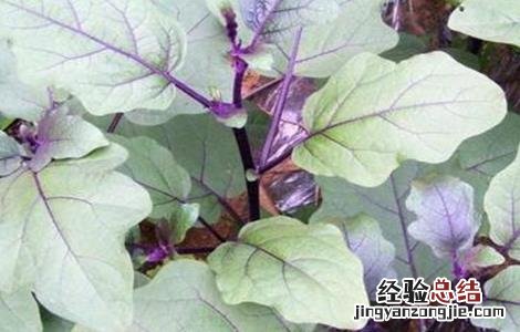 如何提高茄子的坐果率 如何提高茄子的坐果率视频