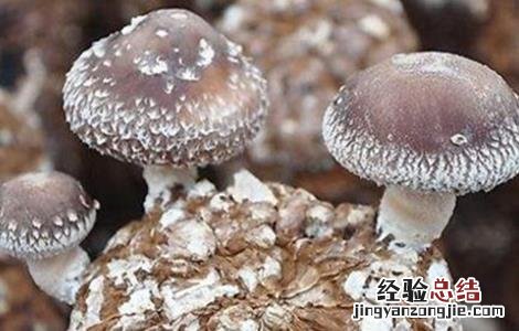 菇螨症状和防治方法 菇床螨虫怎么处理