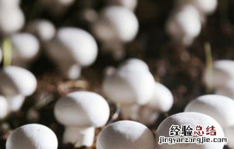 菇螨症状和防治方法 菇床螨虫怎么处理