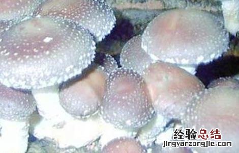 菇螨症状和防治方法 菇床螨虫怎么处理