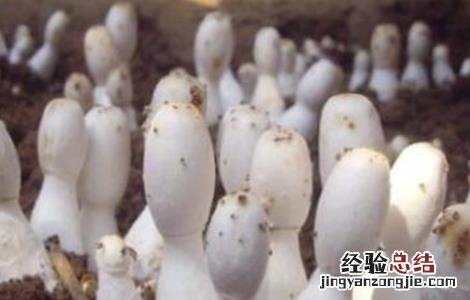 菇螨症状和防治方法 菇床螨虫怎么处理