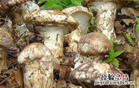 菇螨症状和防治方法 菇床螨虫怎么处理