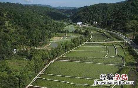 莼菜的田间管理方法 莼菜的田间管理方法有哪些