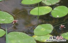 莼菜的田间管理方法 莼菜的田间管理方法有哪些