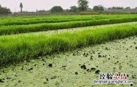 莼菜的田间管理方法 莼菜的田间管理方法有哪些