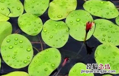 莼菜的田间管理方法 莼菜的田间管理方法有哪些