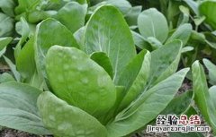 盆栽上海青的种植方法 上海青种植注意事项