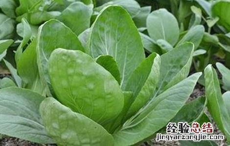 盆栽上海青的种植方法 上海青种植注意事项