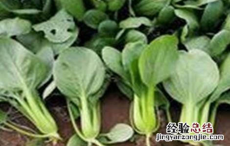 盆栽上海青的种植方法 上海青种植注意事项