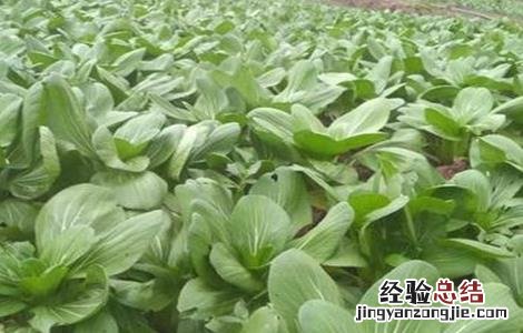 盆栽上海青的种植方法 上海青种植注意事项
