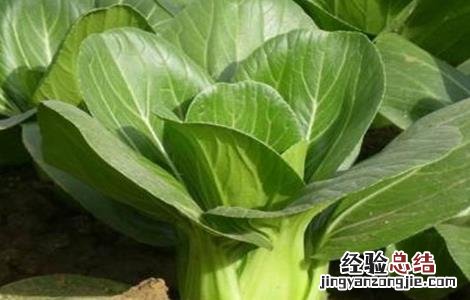 盆栽上海青的种植方法 上海青种植注意事项