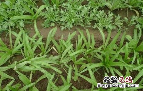 油麦菜育苗方法和时间 油麦菜育苗方法