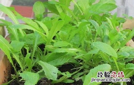 油麦菜育苗方法和时间 油麦菜育苗方法