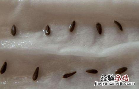 油麦菜育苗方法和时间 油麦菜育苗方法