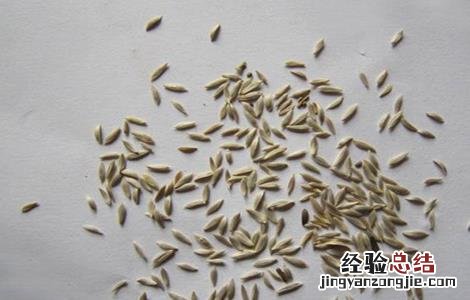 油麦菜育苗方法和时间 油麦菜育苗方法