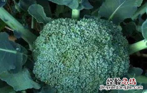 西兰花的种植条件生长周期 西兰花的种植条件